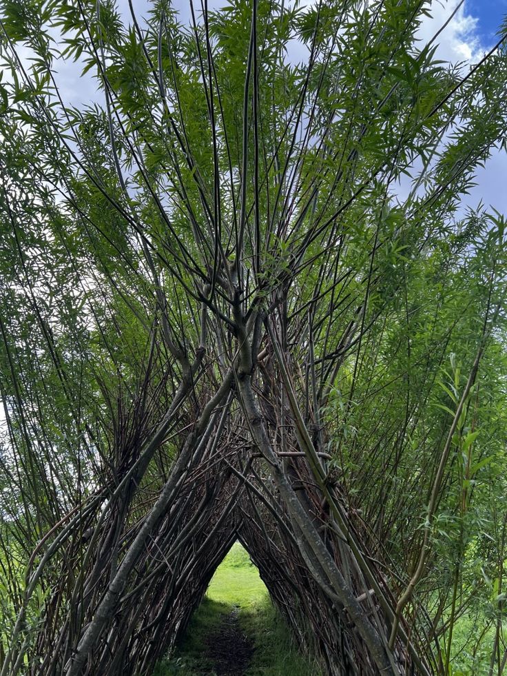 Be Inspired to Grow Your Own || Blog