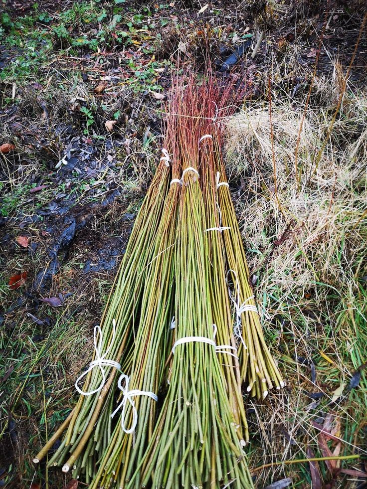 Foraged Basket Making – Saturday 24th – Sunday 25th April