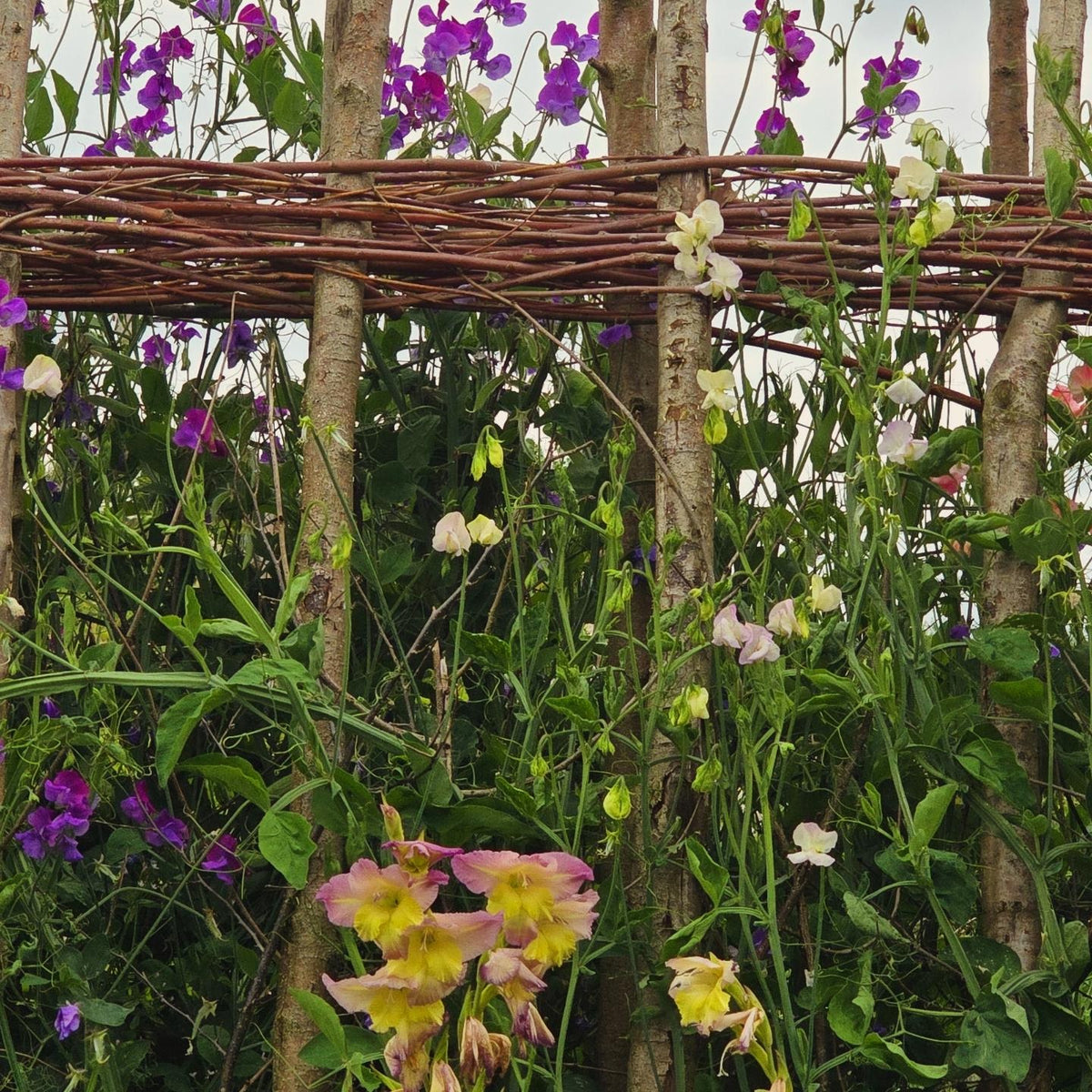 Willow Plant Obelisks & Pea Climbers - Saturday 15th May 2027